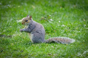 Grey Squirrel Canvas Wall Art