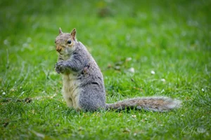 Grey Squirrel Standing Canvas Wall Art