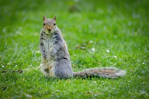 Grey Squirrel Portrait Canvas Wall Art