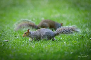 Pair of Grey Squirrels Canvas Wall Art