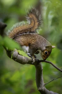 Balancing Grey Squirrel Wall Art Prints