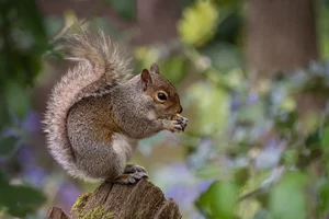 Grey Squirrel Eating Art Prints