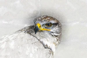 Falcon Head Wall Art Prints