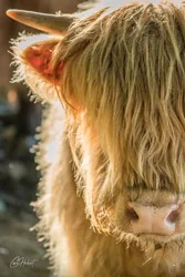 Shaggy Highland Cow Canvas Wall Art