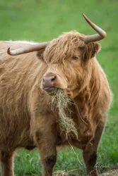 Feasting Highland Cow Canvas Wall Art