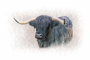 Highland Cow Canvas Wall Art