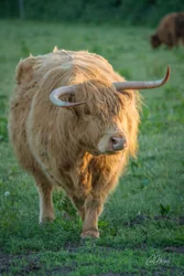 Strolling Highland Cow Canvas Wall Art