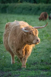 Strutting Highland Cow Canvas Wall Art