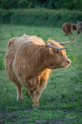 Walking Highland Cow Canvas Wall Art