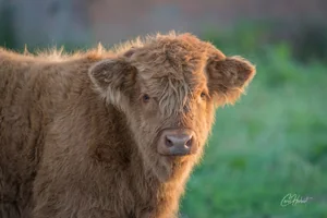 Baby Highland Cow Canvas Wall Art
