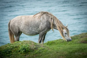 Grazing Grey Horse Canvas Wall Art