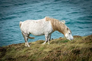 Sorrel Maned Grey Horse Canvas Wall Art