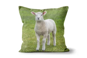 Lamb Scatter Cushions