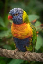 Rainbow Lorikeet Beauty Wall Art Prints