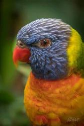 Rainbow Lorikeet Close-Up Wall Art Prints
