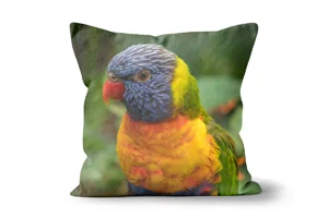 Rainbow Lorikeet Beauty Scatter Cushions