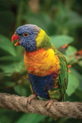Chattering Rainbow Lorikeet Wall Art Prints