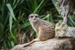 Sitting Meerkat Canvas Wall Art