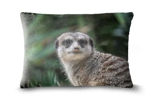 Meerkat Bolster