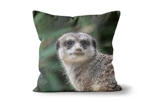 Staring Meerkat Scatter Cushions