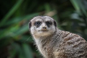 Staring Meerkat Canvas Wall Art