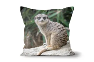 Curious Meerkat Scatter Cushions