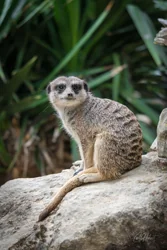 Curious Meerkat Canvas Wall Art