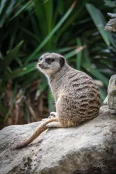 Perching Meerkat Canvas Wall Art