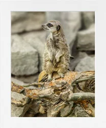 Alert Meerkat Art Prints