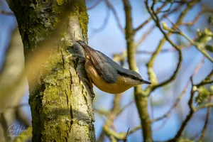 Red-Breasted Nuthatch Foamex Prints
