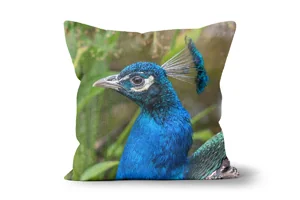 Indian Peacock Close-Up Scatter Cushions