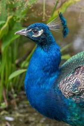 Indian Peacock Close-Up Foamex Prints