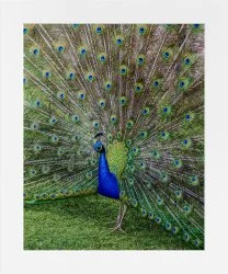 Peacock Art Prints