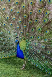 Peacock Foamex Prints