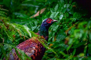 Woodland Pheasant Foamex Prints