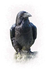 The Raven Foamex Prints
