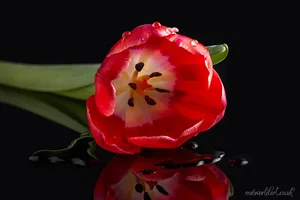 Red Tulip Reflection Wall Art Prints