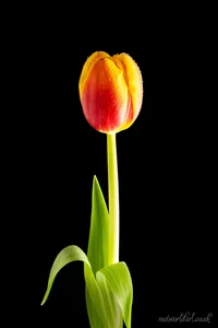 Red and Yellow Tulip Metal Wall Art