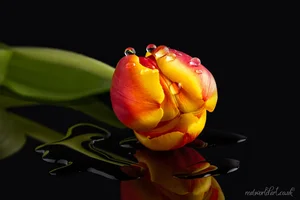 Red and Yellow Tulip Reflection Wall Art Prints