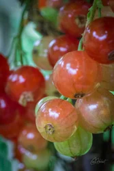 Redcurrant Berries Wall Art Prints