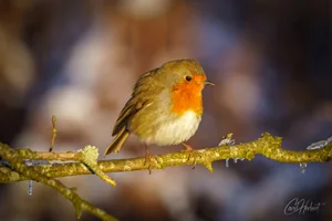 Robin Foamex Prints