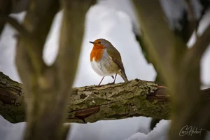 Proud Winter Robin Foamex Prints