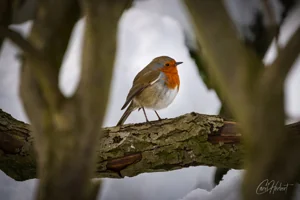 Curious Winter Robin Foamex Prints