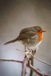 Spring Robin Foamex Prints