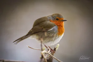 Plump Spring Robin Foamex Prints