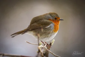 Fluffy Spring Robin Foamex Prints