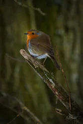 Watchful Spring Robin Foamex Prints