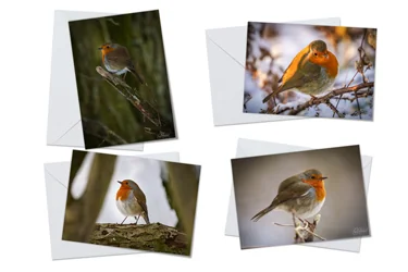 Winter Robins Greeting Card Packs
