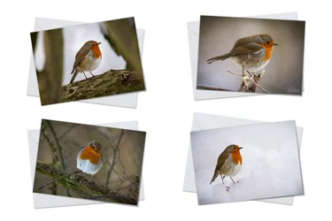 Robins In Winter Greeting Card Packs