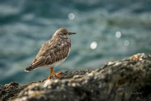 Ruddy Turnstone Wall Art Prints